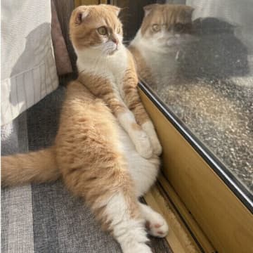 冬は活動量に変化が！猫のトイレ・飲水量・運動の減りを予防しよう