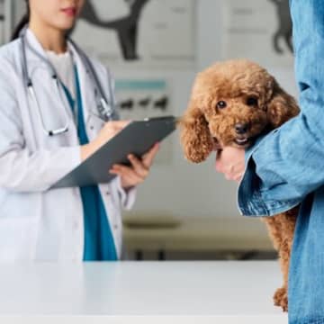 犬の『可愛いけれど危険な行動』５選　絶対に見逃してはいけない症状や対処法まで