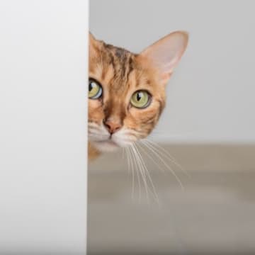 猫が飼い主の『後ろをついて回る』心理4選　可愛いけど危険？原因と対処法まで