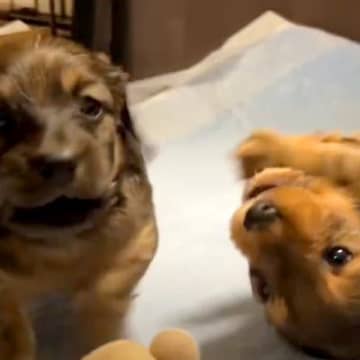 おもちゃを取り合う２匹の赤ちゃん犬→勝負がついた瞬間、１匹が…イジけた末の『まさかの行動』に反響「天使すぎる」「仕草が愛らしい」と反響