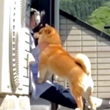 うつ病が良くならない女性が『保護犬』と出会った結果→涙が止まらない『感動の物語』が47万再生「幸せは気づいたらそばにあるんだ」「泣いた」