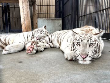 ホワイトタイガー兄弟、1歳に 長男「コタ」と次男「ハク」 埼玉・宮代の東武動物公園、誕生日の7日からイベント実施 特製肉ケーキをプレゼント…ケーキ作りに参加する子どもも受け付け 記念グッズの配布も