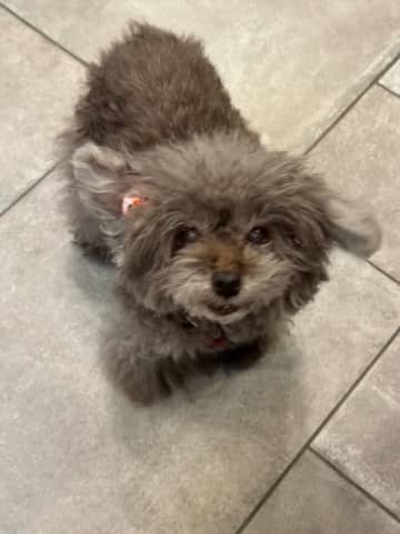 堀ちえみ、愛犬の退院を報告し心境を吐露「かなり辛かったです」