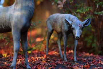＜訂正配信＞本当は教えたくない。 知られざる滋賀の紅葉絶景