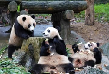 中国がパンダ保護に綿陽基地を追加、最初の13頭が到着