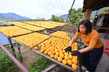 秋の風物詩、干し柿作り最盛期　中国福建省