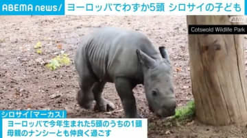 16カ月の妊娠経て誕生！ヨーロッパでわずか5頭“シロサイの子ども”が元気に走り回る イギリス