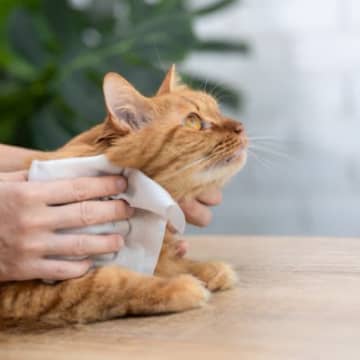 愛猫の被毛ケアに便利な『シャンプータオル』の活用シーン3選　常備しておきたい理由や使い方のコツ