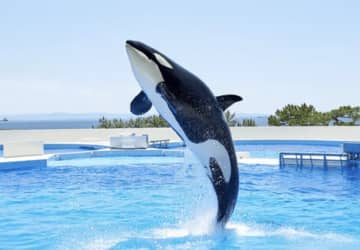 神戸市民限定！神戸須磨シーワールドが「神戸市民WEEK」を6日間に拡大開催！オルカパフォーマンスを特別料金1,000円で体験するチャンス！