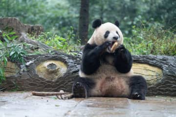 パンダのシャンシャン、蒸しパンをぱくり　中国四川省