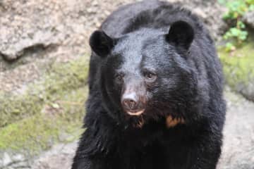 宮城・多賀城市、「クマらしき個体」目撃されるも...まさかの結果にSNS驚き　「もう疑心暗鬼になるよね」