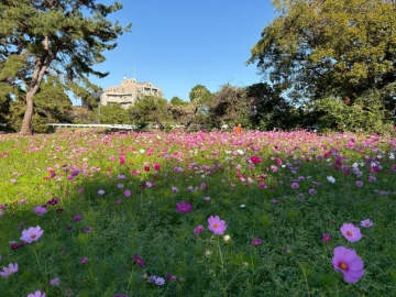 兵庫県尼崎市「武庫川髭の渡しコスモス園」で約550万本のコスモスが満開に