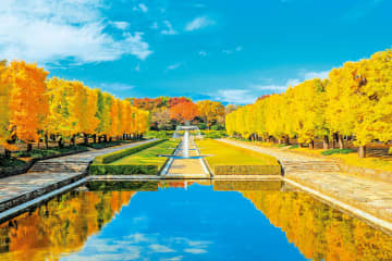 【2025年版】散歩の達人おすすめ紅葉スポット14選。東京近郊でおすすめの名所＆とっておきの穴場も！