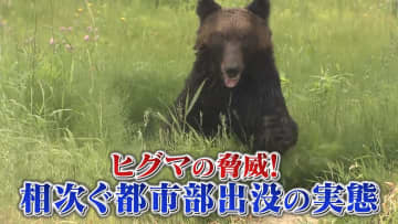 ヒグマの脅威！相次ぐ都市部出没の実態『every.特集』