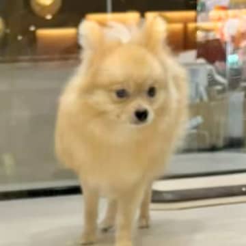 ５ヶ月間売れなかった犬→様子を見に行くうちに『家族にしたい』と思い始めて…『素敵すぎる結末』に感動の声「運命の出会い」「泣いてしまった」