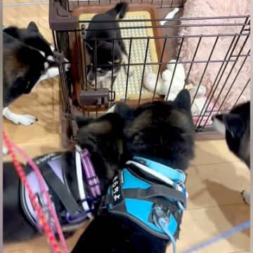 赤ちゃん柴犬を飼った結果→5匹の先輩柴犬たちが…もはや圧迫面接？クセが強い『熱烈大歓迎』をする光景が14万再生「凄い圧ｗ」「柴まみれｗ」