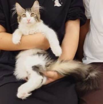 お迎え当初は小さくて“パヤパヤ”していた子猫→生後11カ月のころには「ライオンさんのように」大きくてモフモフなコに成長！