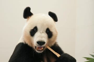 パンダ13頭が新居に引っ越し、四川省の綿陽基地が完成―中国