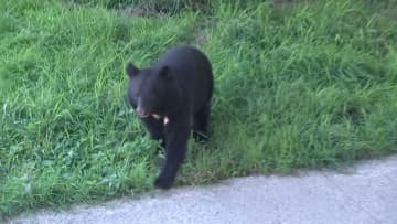 「走ってきて太ももを」被害男性語るクマに襲われた瞬間…注文殺到のクマ撃退スプレーで粗悪な模造品に要注意