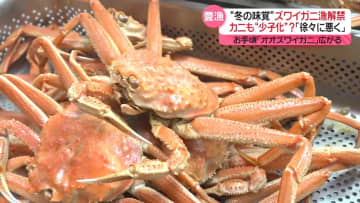 ズワイガニ漁解禁「最も豊漁」も…今後減る可能性　“救世主”となるか？お手頃「オオズワイガニ」広がる