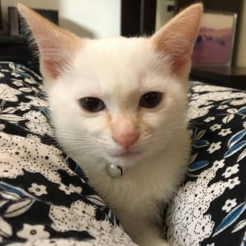 「人の足の間」で落ち着くことを覚えた子猫　8年経った今もすっぽりはまっている姿にほっこり！