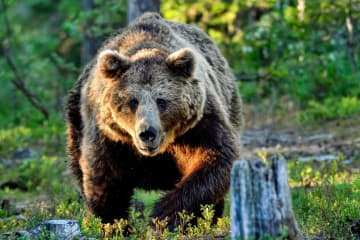 岩手 盛岡市がクマ捕獲に『吹き矢』の採用を決定 “必要な資格をとるところから” 進める方針 クマ駆除にライフル使用の自治体もある中、大胆な決定にネットで話題に「えっと…吹き矢の射程って何m？」「考案した人がまず先陣を切ってほしい」