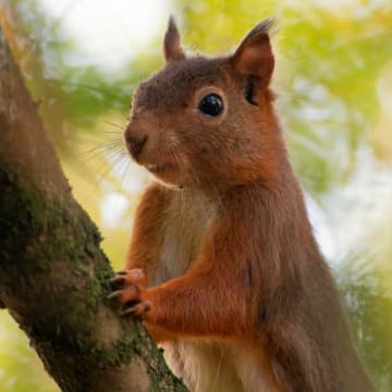 凶暴なリス、米カリフォルニア州の住民が戦慄