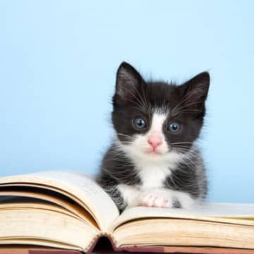 図書館に通ってくる白黒猫が、「非公式職員」兼「マスコット」に　英国