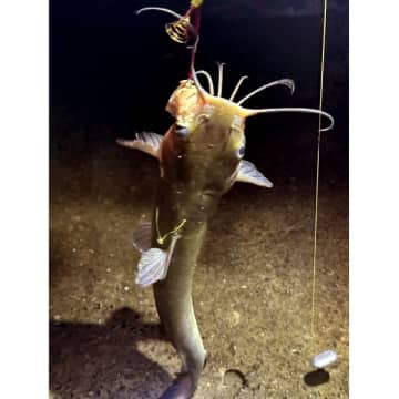 霞ケ浦で“特定外来生物”のアメリカナマズを釣って食らう