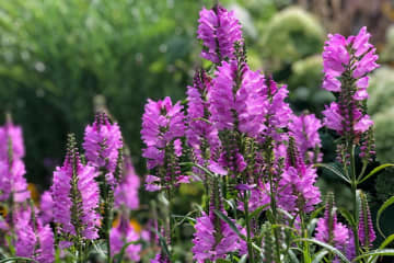 11月7日の花とは？【366日の誕生花と幸せの花言葉】