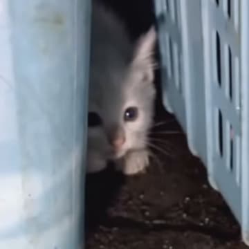 ドブに落ちてしまった子猫を保護→お風呂に入れると『灰色の毛』が…感動の"大変身"が19万再生「キュンが止まらん」「助けてもらえて良かった」