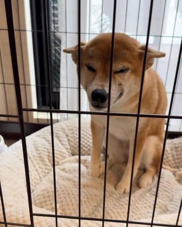 パパとの久しぶりの再会がうれしすぎた!?“ヒコーキ耳”になって全身で感情表現する柴犬の心理を獣医師解説