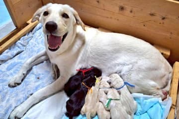 盲導犬協会にパピー誕生、母犬の表情が「見てるだけで幸せ」と話題　担当者は「人が大好きな犬」と語る