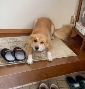 元保護犬が“大好きな飼い主さん”と3カ月ぶりの再会！　玄関で「ヒコーキ耳&しっぽブンブン」で出迎える姿に反響