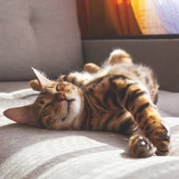 猫が安心して眠れる『ベッドの置き場所』3つ　快眠につながる環境作りのコツとは？