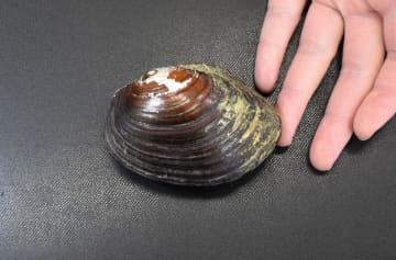 茨城・常陸大宮で新種二枚貝　ヒラヌマガイ　市内出身・稲葉さん採集　佐野さんら論文発表