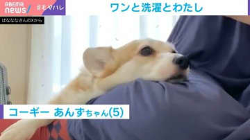 家事をお手伝い？飼い主の足元にペタリと寄り添うコーギーの姿に「足よけられないですね」と反響