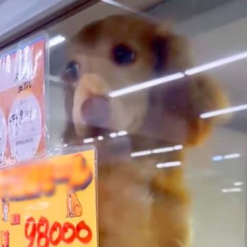 『98000円』で売れ残っていた犬→家族の反対を押し切り飼った結果…運命的な光景が1473万再生の反響「本当にありがとう」現在の様子も
