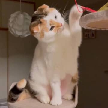 猫が前足で人に「ちょいちょい」は何かを訴えかけている？獣医師解説