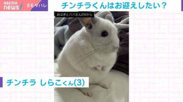 超特急ダッシュ！階段を駆け上がり“お迎え”に来てくれるチンチラに「何この可愛い生き物」と大反響