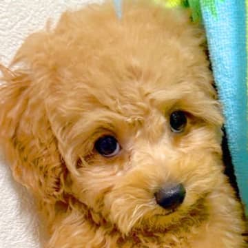 ウサギと初めて会った子犬→全力の『床キック』を目の当たりにした結果…想像以上にビビってしまう様子が319万表示「中に人入ってそうｗ」