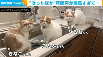 ぽっかぽかで最高…床暖房の気持ちよさに“溶けてしまう”猫の親子に「いい夢見てそう」と反響