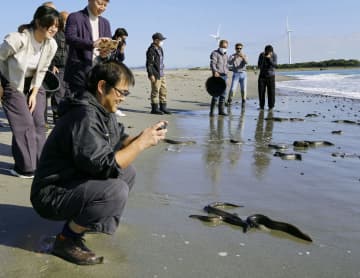 「露地池」ウナギ、川に放流　浜松、天然増へ100匹