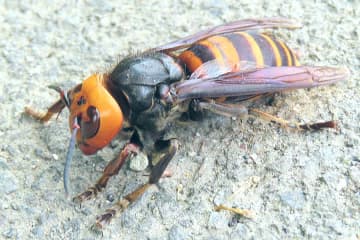 「ヒィィィィィ」　スズメバチが襲来　胴と頭が離れても動き続ける姿にネット戦慄「生きていやがる」