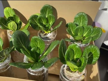 ピーマンは1株が50個に…スーパーで買った「野菜のカスを捨てずに育てる」方法7選