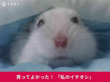 【マルカン】「接触冷感ポケハムベッドねぶくろ」で猛暑対策！ハムスターのダイコクちゃんもすやすや(30代女性)