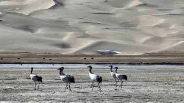 クロヅルが渡りの準備　中国・新疆アルチン山