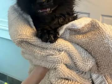 「これって何ですか？」　道路脇で拾った『糸くずの塊』の正体は…「それは天使ですね」