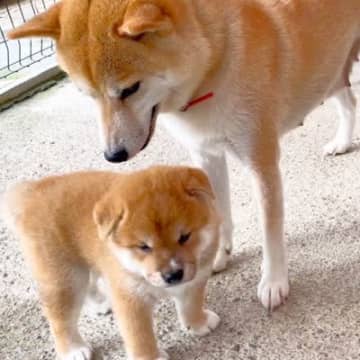 生まれて40日の赤ちゃん犬が『初めてお外に出た』結果→母犬が…あまりにも尊い『心配しすぎている光景』が229万再生「愛情たっぷりで素敵」