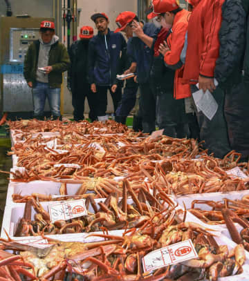 ズワイガニ今季初水揚げ　冬の味覚、鳥取・境港